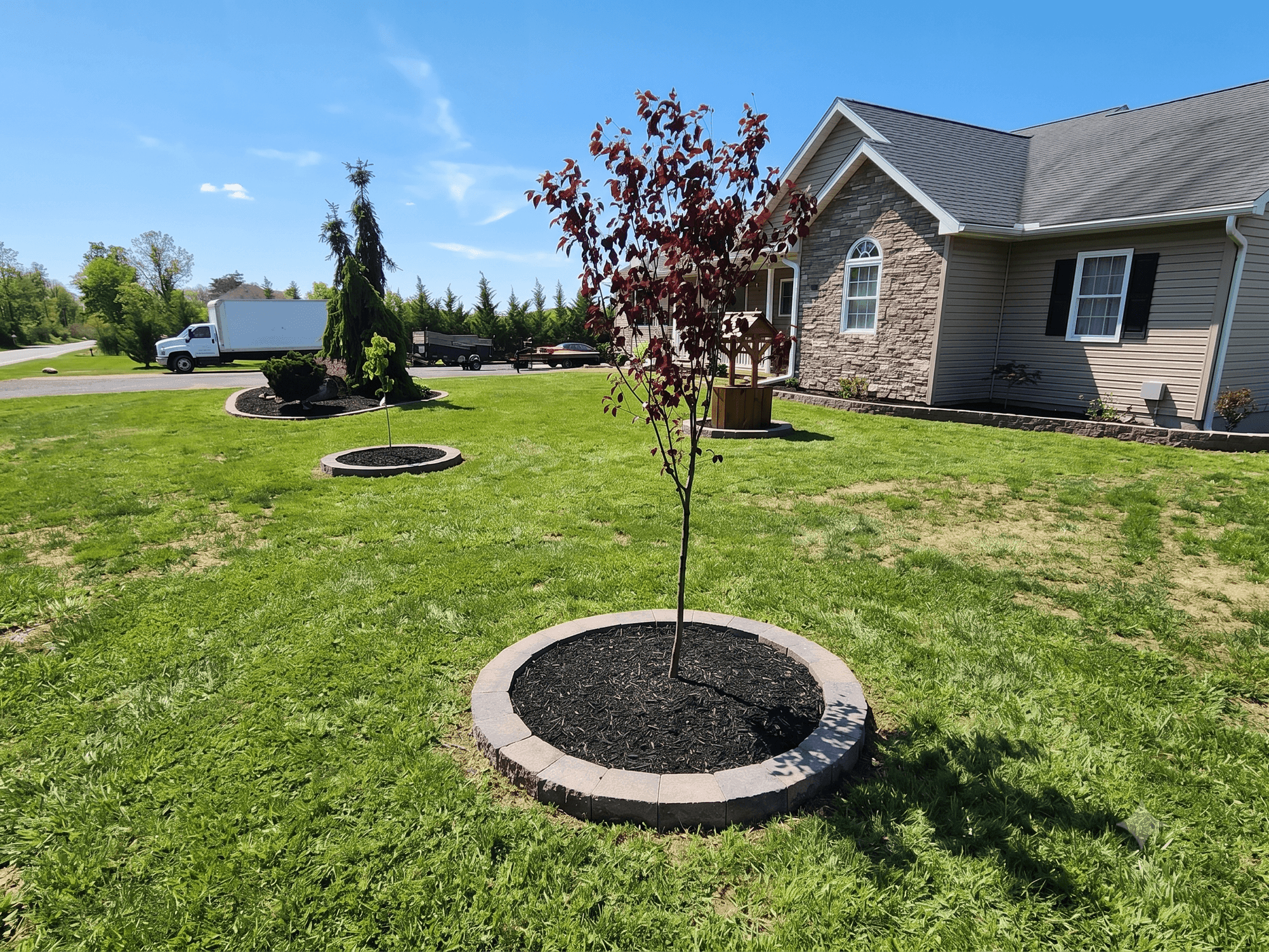 Young trees planted in circular stone-edged mulch beds on a residential lawn